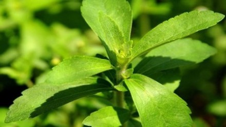 Stevia herb shakes up global sweetener market