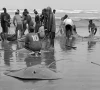 stingrays wash up in karachi catch