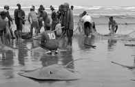 stingrays at karachi shores