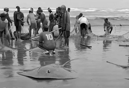 stingrays at karachi shores