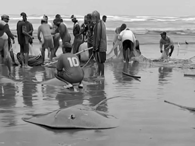 stingrays at karachi shores stingrays at karachi shores