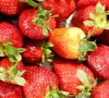 nearly 80 per cent of this year s strawberry crop was destroyed before reaching the market photo pexels