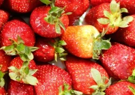 nearly 80 per cent of this year s strawberry crop was destroyed before reaching the market photo pexels
