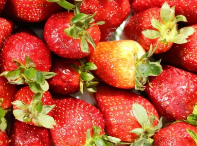 storms ravage fruit farms in khyber pakhtunkhwa storms ravage fruit farms in khyber pakhtunkhwa