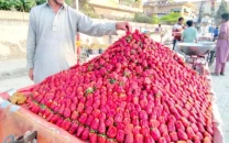 strawberry production suffers due to climate change strawberry production suffers due to climate change