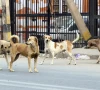 ihc questions mass dog killings warns it violates ppc ihc questions mass dog killings warns it violates ppc