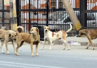 ihc questions mass dog killings warns it violates ppc