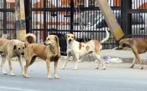 lhc seeks report on stray dog control policy lhc seeks report on stray dog control policy