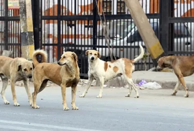 ihc questions mass dog killings warns it violates ppc
