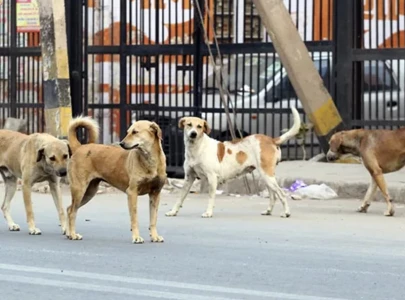 lhc seeks report on stray dog control policy lhc seeks report on stray dog control policy
