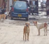 stray dog attacks put polio workers at risk