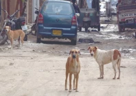stray dogs wandering the city expose rising negligence by authorities putting public safety and workers at risk photo jalal qureshi express