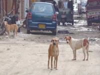 stray dogs wandering the city expose rising negligence by authorities putting public safety and workers at risk photo jalal qureshi express