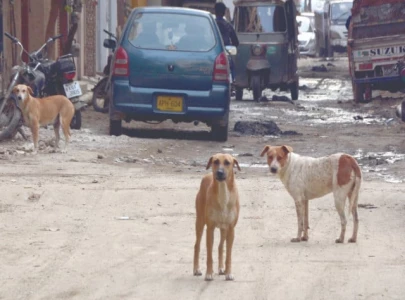 stray dog attacks put polio workers at risk