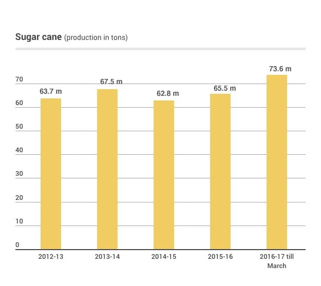 Sugar cane