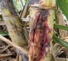 sugarcane under attack