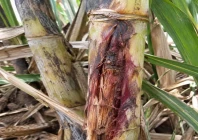 sugarcane under attack