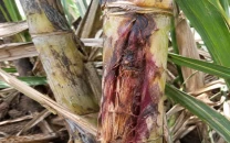 sugarcane under attack sugarcane under attack