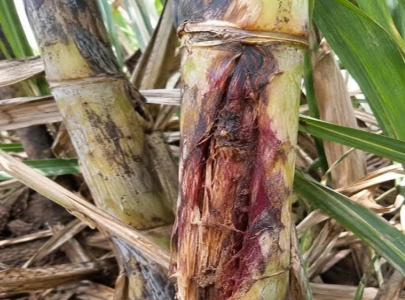 sugarcane under attack