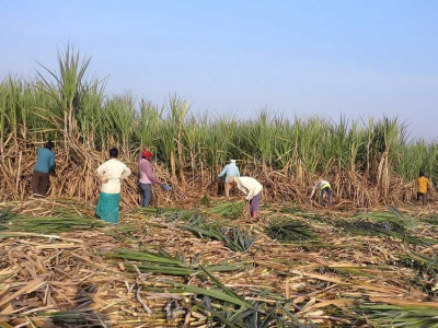 ministry asks growers millers to mutually decide sugarcane price