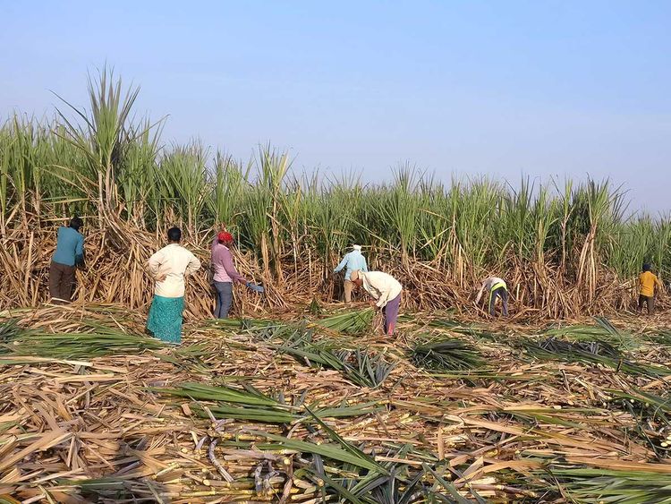 crushing nears amid sugar crisis