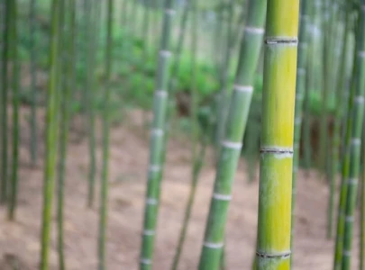 farmers urged to sow sugarcane