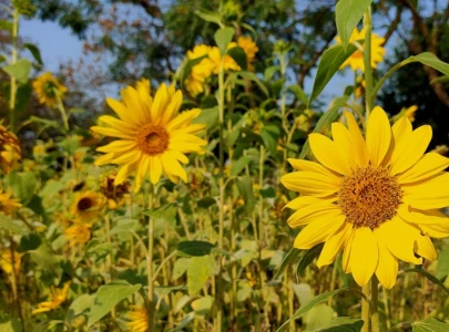 chinese researchers develop programmable plant immunity system chinese researchers develop programmable plant immunity system