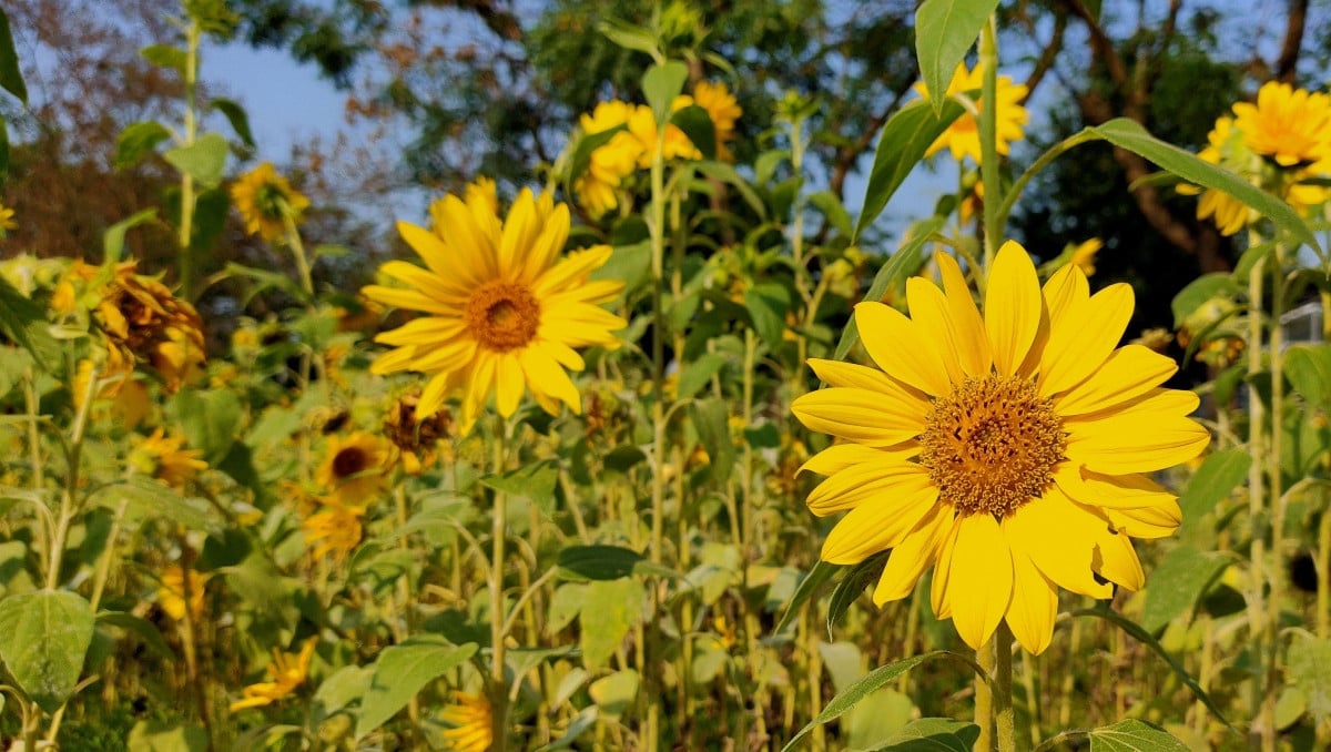 Chinese team unveils AI-based programmable plant immunity system