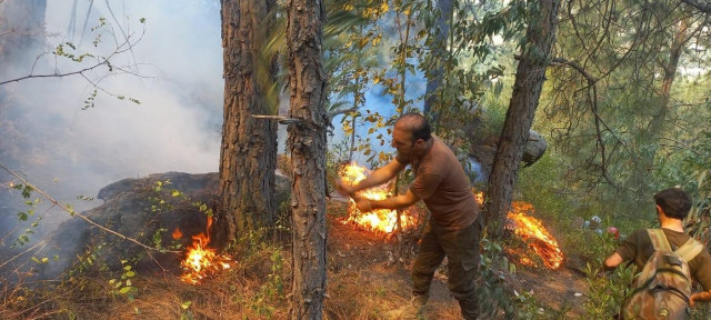 punjab faces spike in forest fires punjab faces spike in forest fires