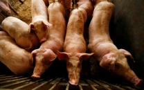 spain reports first swine fever case in three decades jeopardising exports to china