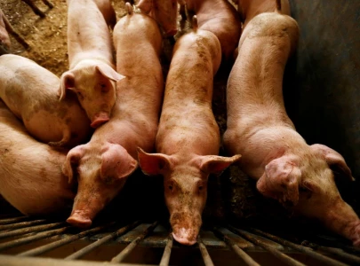 spain reports first swine fever case in three decades jeopardising exports to china