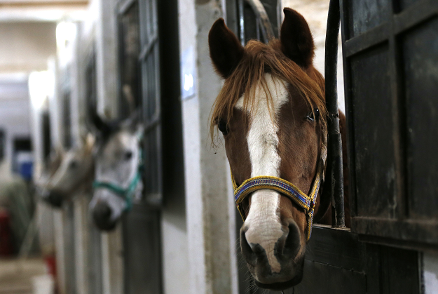 A horse peaks its head through the stable door in at a stable in the town of Dimas, west of the Syrian capital Damascus on December 5, 2018. PHOTO: AFP