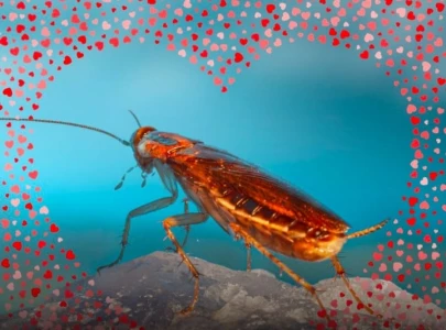 still angry at your ex the san antonio zoo will name a cockroach after them feed it to animals still angry at your ex the san antonio zoo will name a cockroach after them feed it to animals