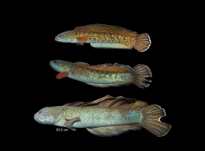 long lost fish species resurfaces after 85 years shocking scientists long lost fish species resurfaces after 85 years shocking scientists