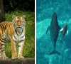 8 remarkable animals that came back from the brink of extinction 8 remarkable animals that came back from the brink of extinction