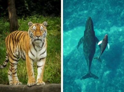 8 remarkable animals that came back from the brink of extinction 8 remarkable animals that came back from the brink of extinction