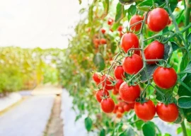 beijing islamabad project may revolutionise tomato farming in pakistan beijing islamabad project may revolutionise tomato farming in pakistan