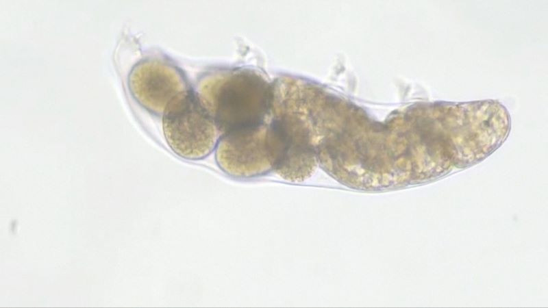 A micrograph of tardigrade. PHOTO: NATURE