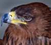 tawny eagles pair spotted in ry khan tawny eagles pair spotted in ry khan