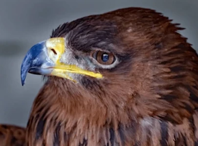 tawny eagles pair spotted in ry khan