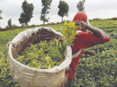 600m tea import bill exposes neglected commercialisation 600m tea import bill exposes neglected commercialisation