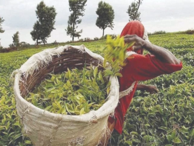 although nthri has demonstrated successful green and black tea production the absence of investors land and liquidity has stalled commercial progress for over four decades photo reuters although nthri has demonstrated successful green and black tea production the absence of investors land and liquidity has stalled commercial progress for over four decades photo reuters