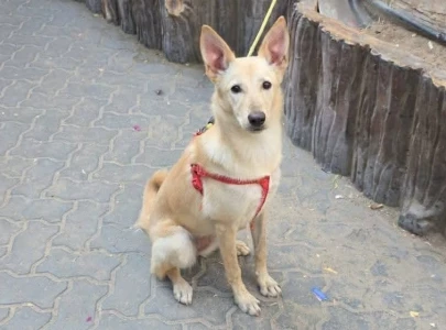 dubai expats are leaving their pets behind as missiles hit the gulf states