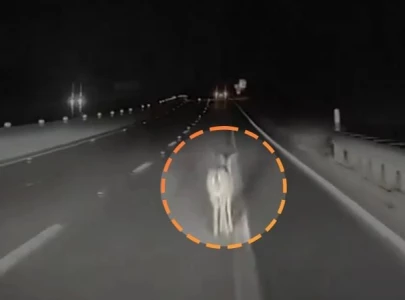 tesla drives over a deer at full speed driver s dashcam shows tesla drives over a deer at full speed driver s dashcam shows