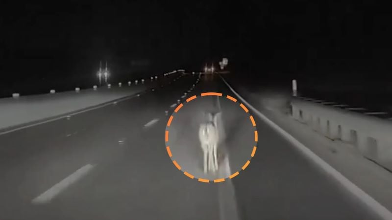 dashcam shows the deer hit by the tesla car photo daily mail