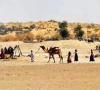 tharis on the move as drought drives livestock exodus tharis on the move as drought drives livestock exodus