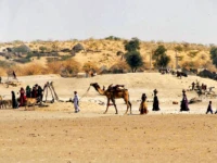 tharis on the move as drought drives livestock exodus