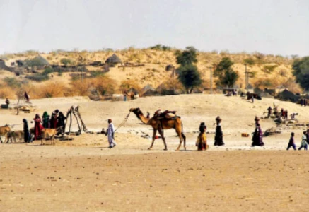 tharis on the move as drought drives livestock exodus