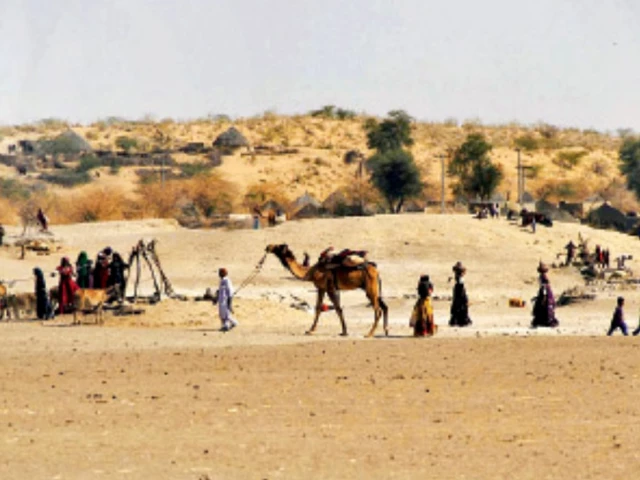 tharis on the move as drought drives livestock exodus tharis on the move as drought drives livestock exodus
