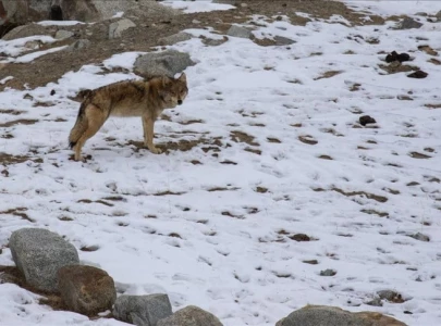experts warn of extinction of wolves in pakistan without urgent conservation